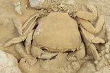 Fossil Crab (Potamon) Preserved in Travertine - Turkey #242889-3